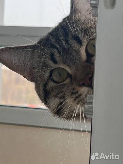 Котоняня / кэтситтер / зооняня