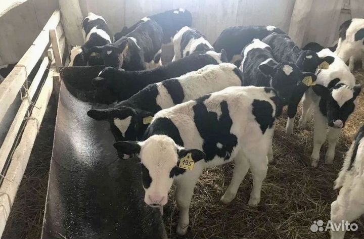 Бычки телята телочки