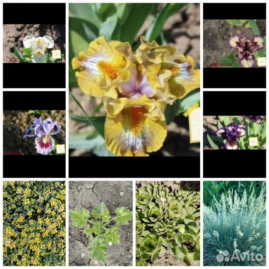 Садовые растения,цветы