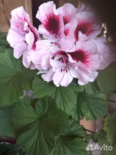 Пеларгония герань