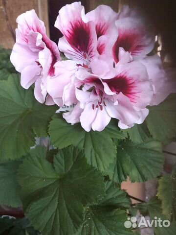 Пеларгония герань