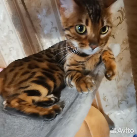 Бенгальская кошка бесплатно