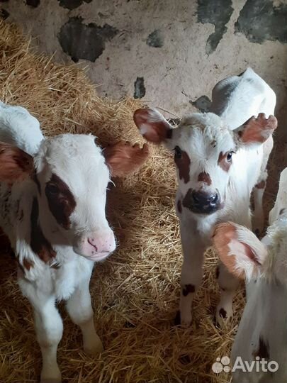 Бычки телята