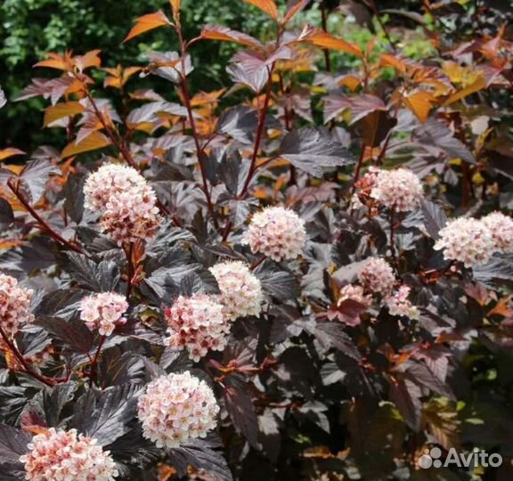 Пузыреплодник калинолистный