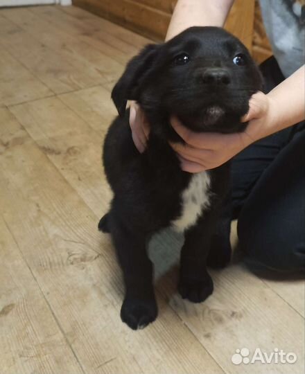 Щенки Лабрадор