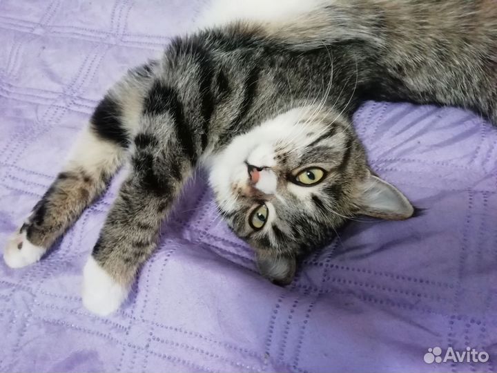 Кошка в дар бесплатно