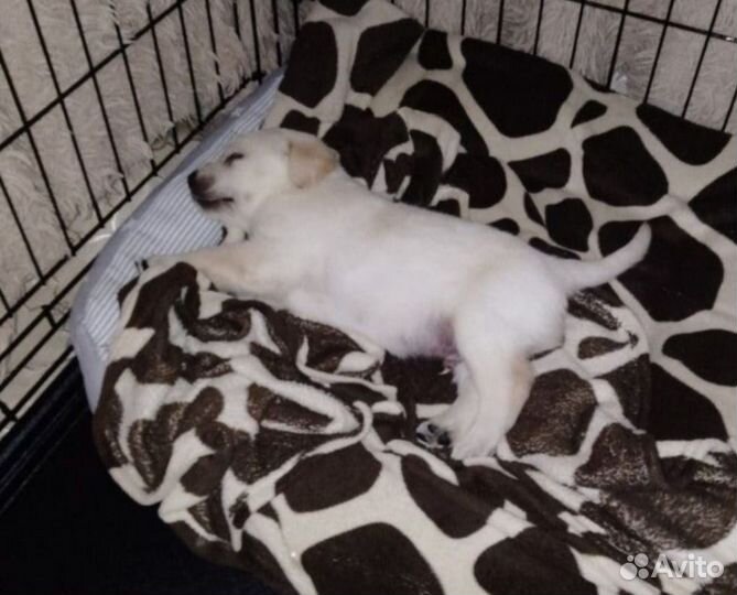 Щенки лабрадора