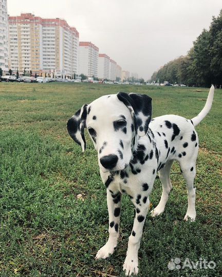 Далматин вязка