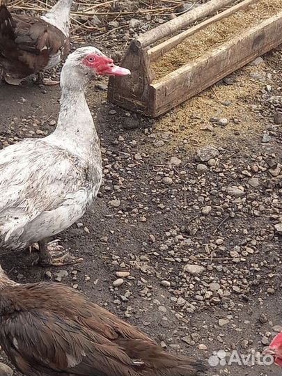 Яйцо индоутки