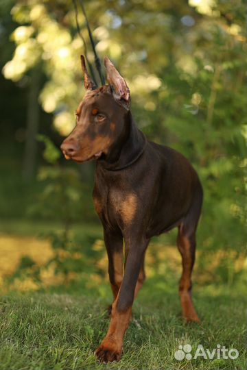 Щенкок добермана