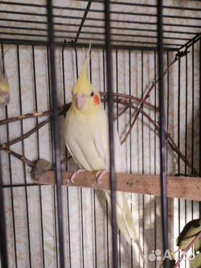 Попугай корелла девочка