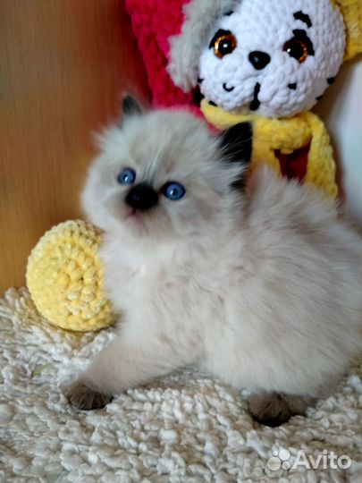 Голубоглазые котята