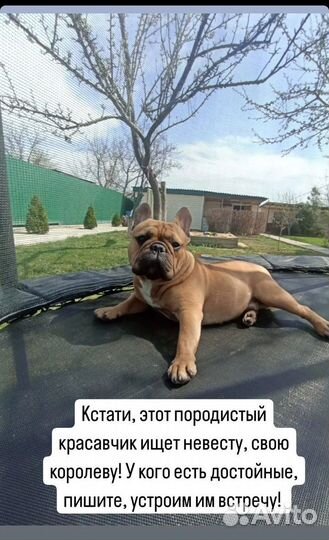 Французик на вязку