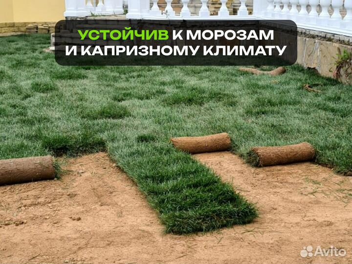 Рулонный газон Спорт. От производителя