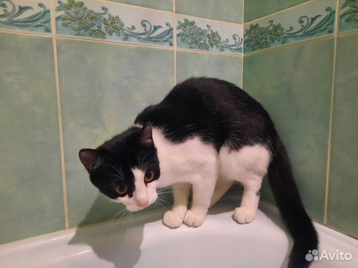 Кошка в добрые руки