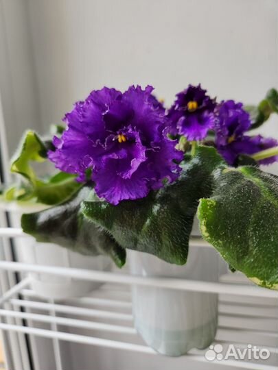 Фиалки цветущие в горшке