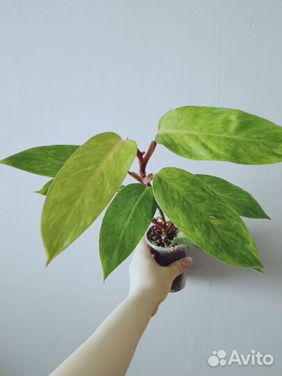 Филодендроны