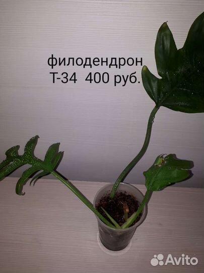 Филодендрон,бегония, калатея