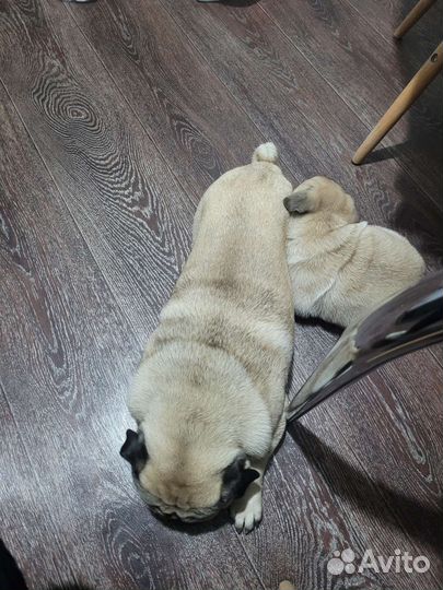 Мопс вязка мальчик