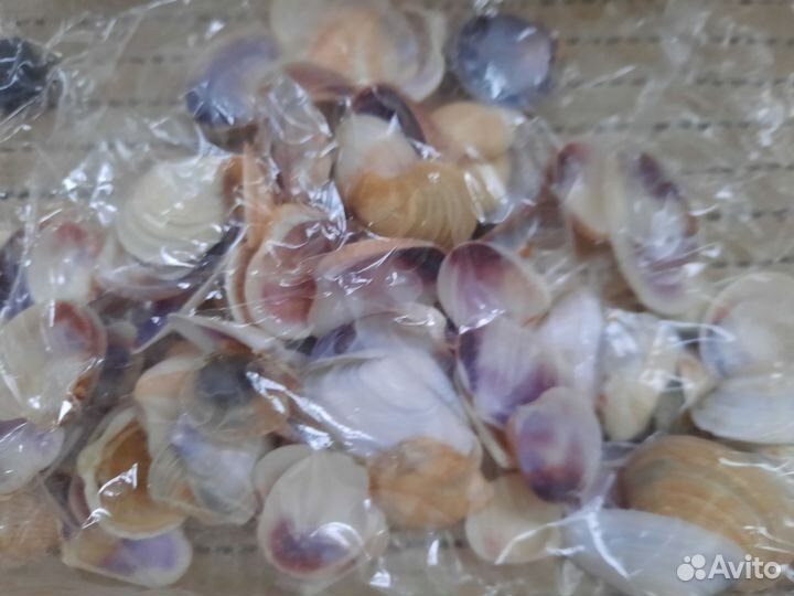 Ракушки морские