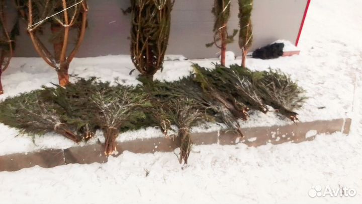 Живые елки