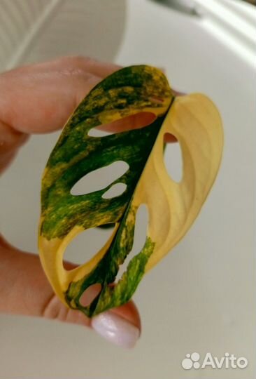 Монстера Адансона Ауреа жёлтый вар