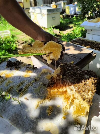 Продаю пасеку