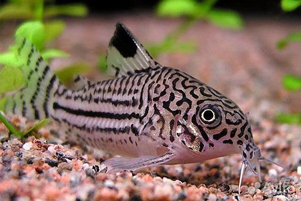 Коридорасы