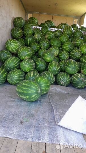Арбуз оптом с поля Каристан первый сбор