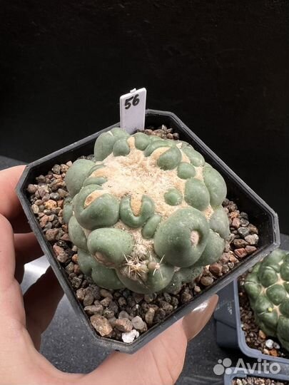 Кактус Coryphantha elephantidens