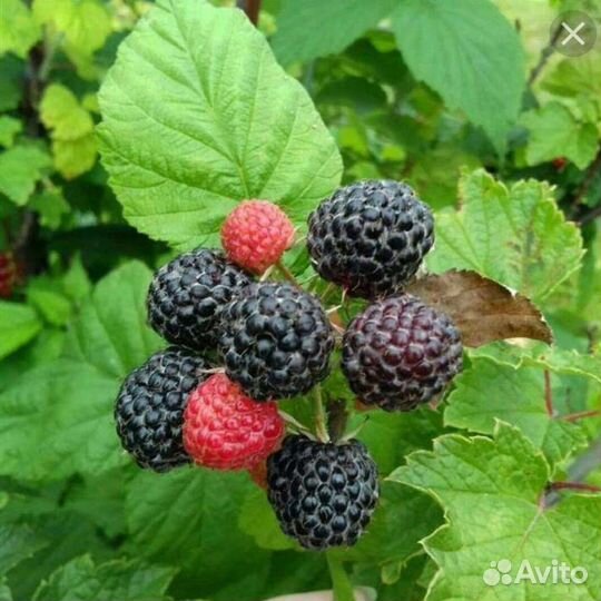 Кумберленд (чёрная малина) саженцы