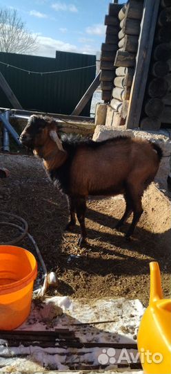 Нубийский козел, козы зааненские