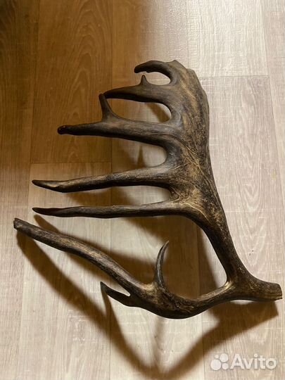 Продам рога марала