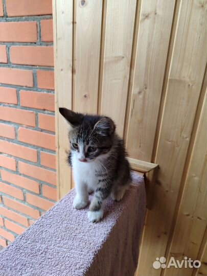 Котята, в добрые руки