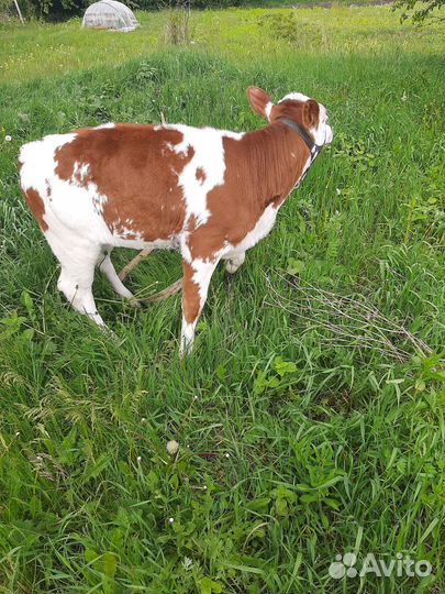 Теленок (телочка)