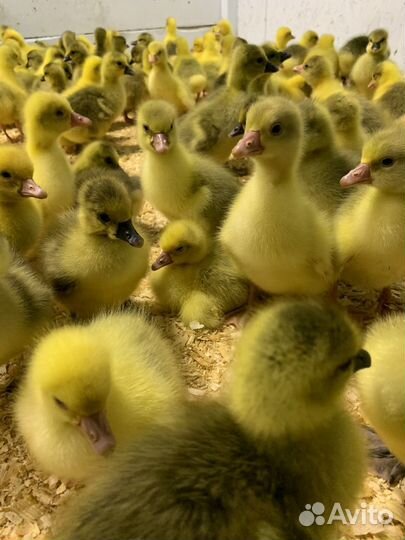 Утята, гусята