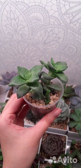 Суккуленты (Часть 1)