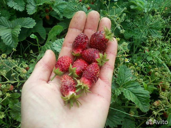 Земклубника