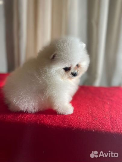 Мини мальчик и девочка померанского шпица