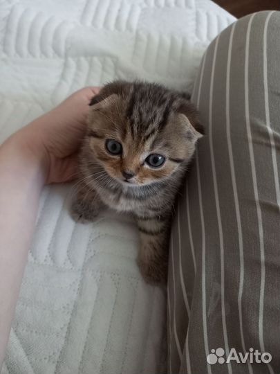 Шотландская вислоухая