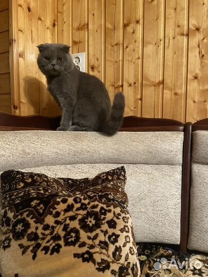 Шотландская вислоухая кот