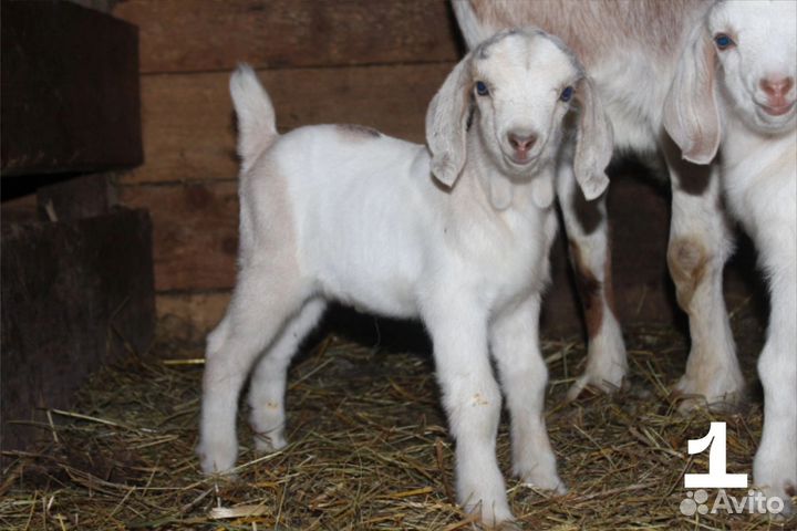 Нубийские козлята