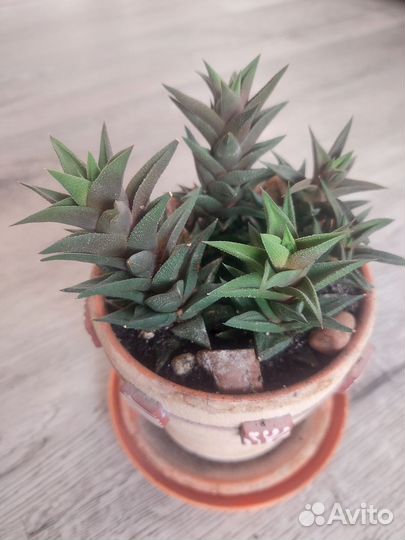 Хавортия Суккуленты