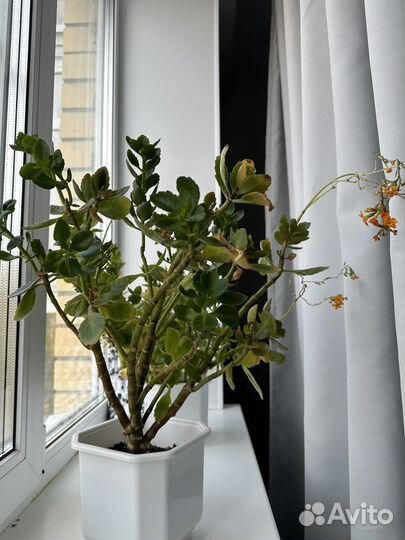 Каланхоэ цена за оба