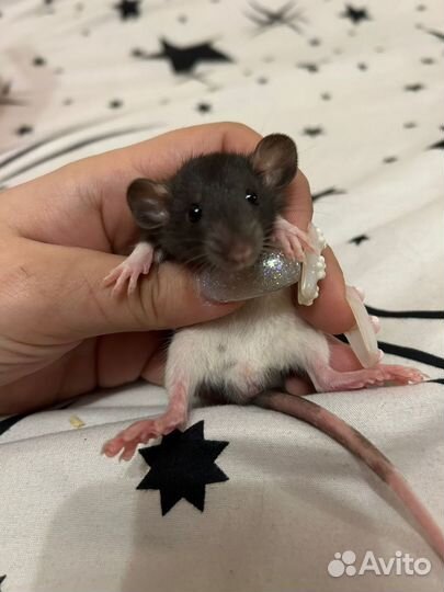 Крысята дамбо