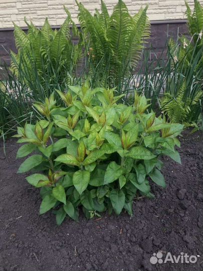 Флоксы многолетние цветы для сада