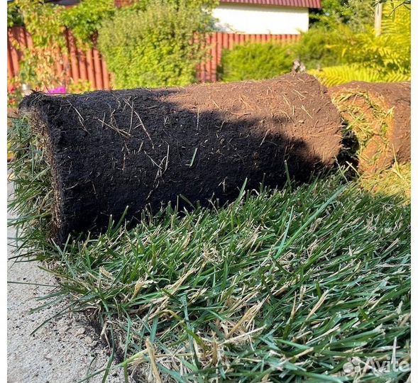 Рулонный газон