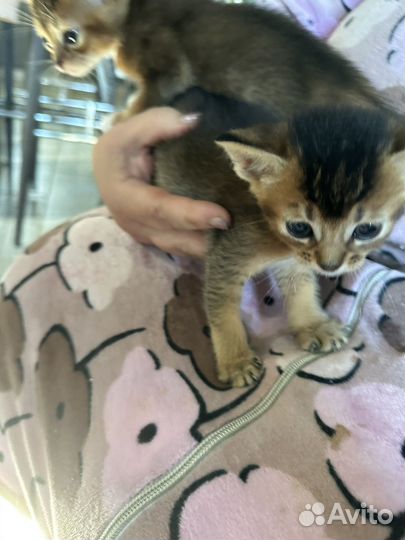 Абесинские котята