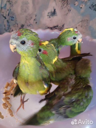 Птенцы новозеландского какарика