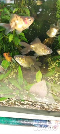 Хелены.Креветки.Золотые рыбки